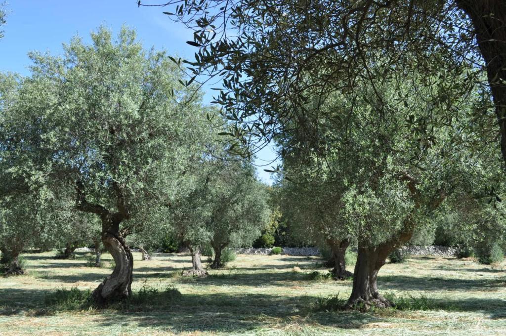 Masseria Costanza Putignano Buitenkant foto
